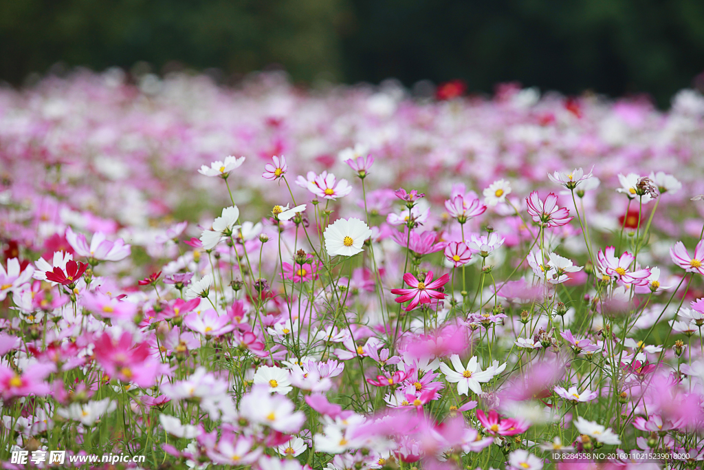 格桑花