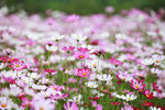 格桑花