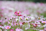 格桑花