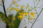 香兰
