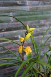 蕙兰花