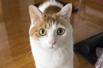 猫咪