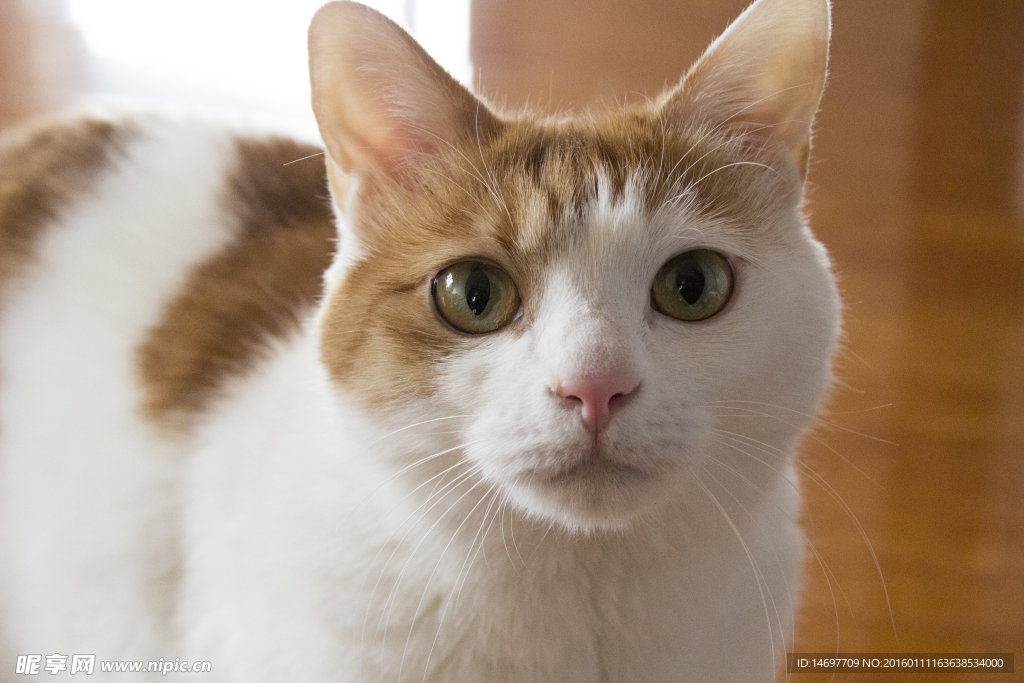 猫咪
