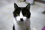 猫咪