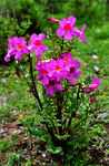 杜鹃花