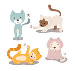 宠物猫