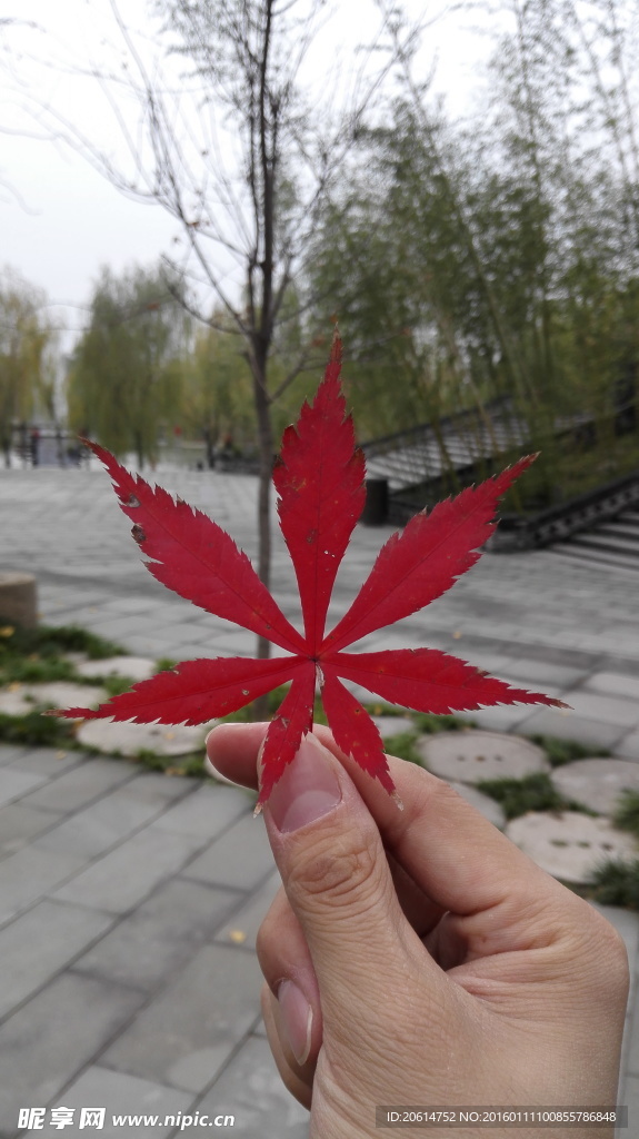 五角枫叶