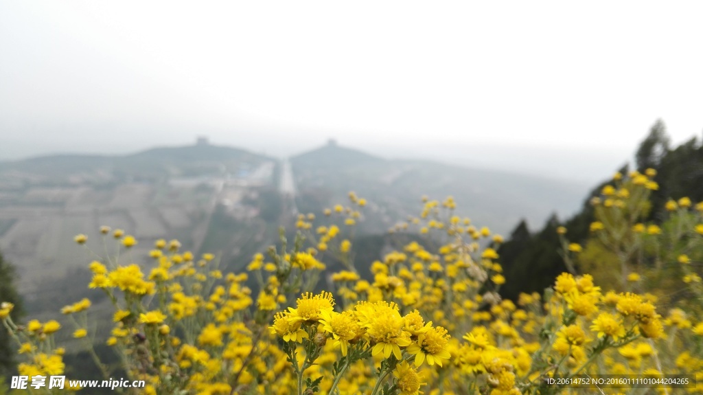 山顶上的花朵
