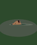 水中熊