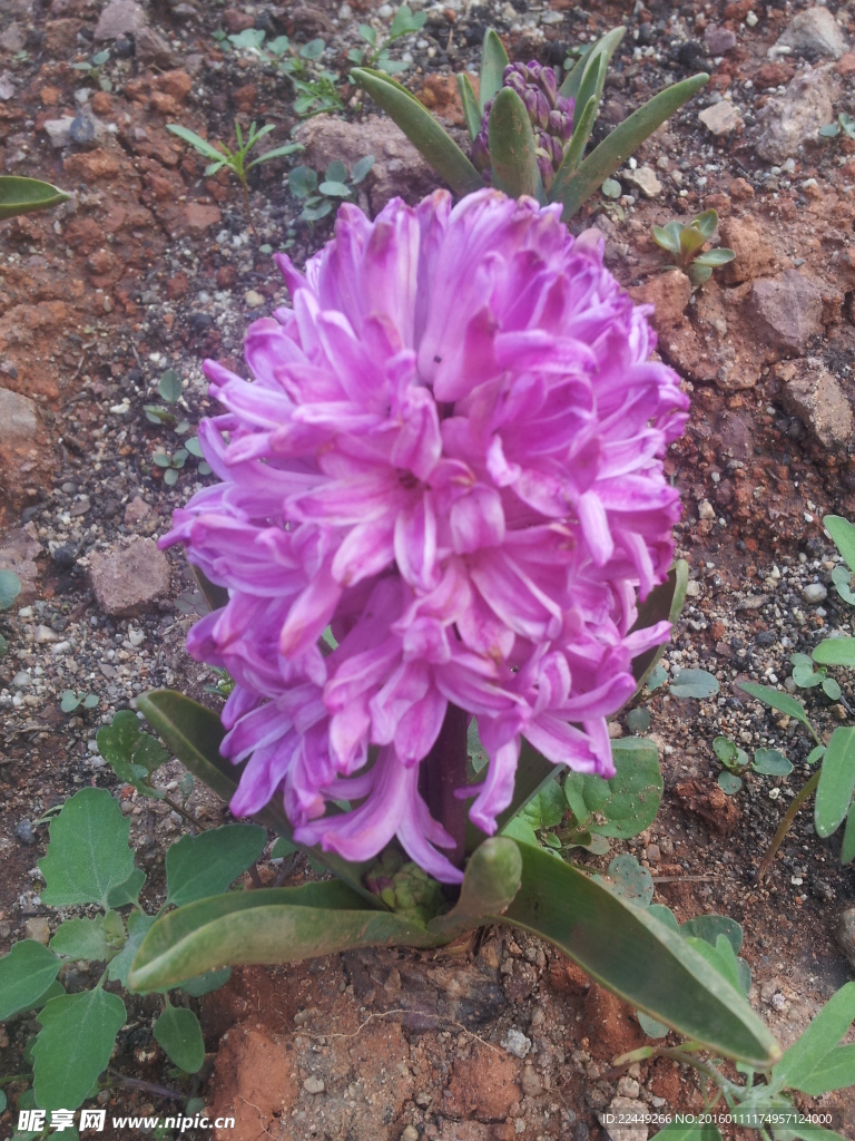风信子
