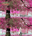 樱花树下的情侣背景视频