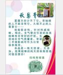 秋梨膏海报设计