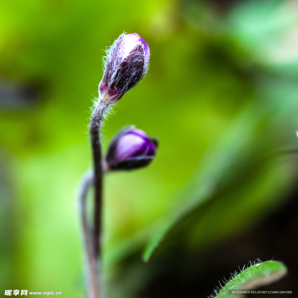 胚芽