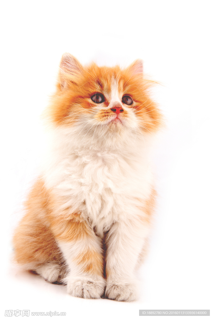 好奇的咖啡猫