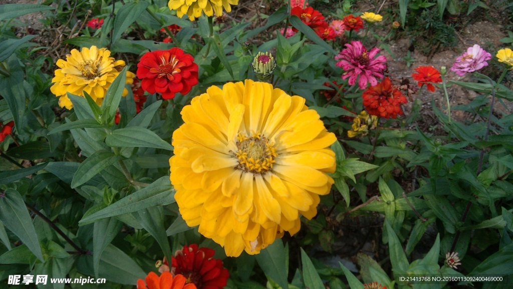 金盏菊