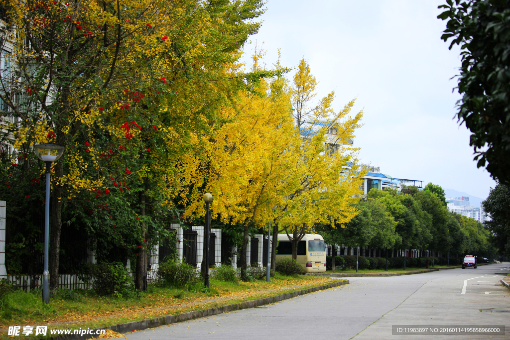 银杏公路