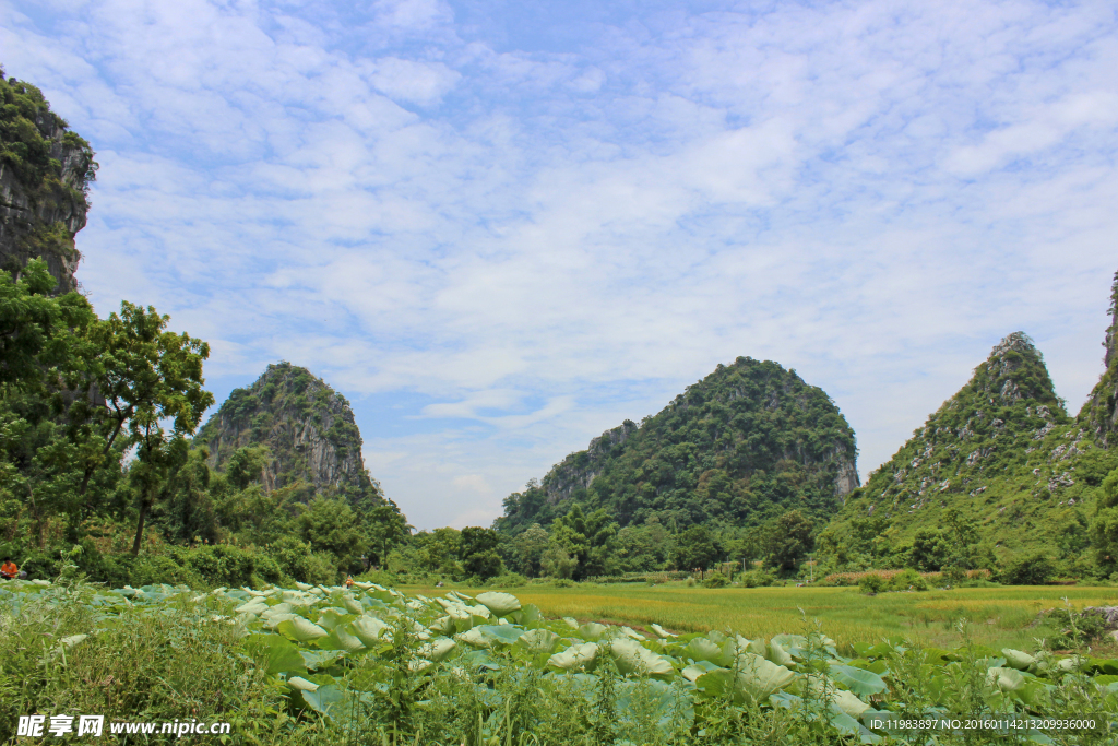 山峰荷叶