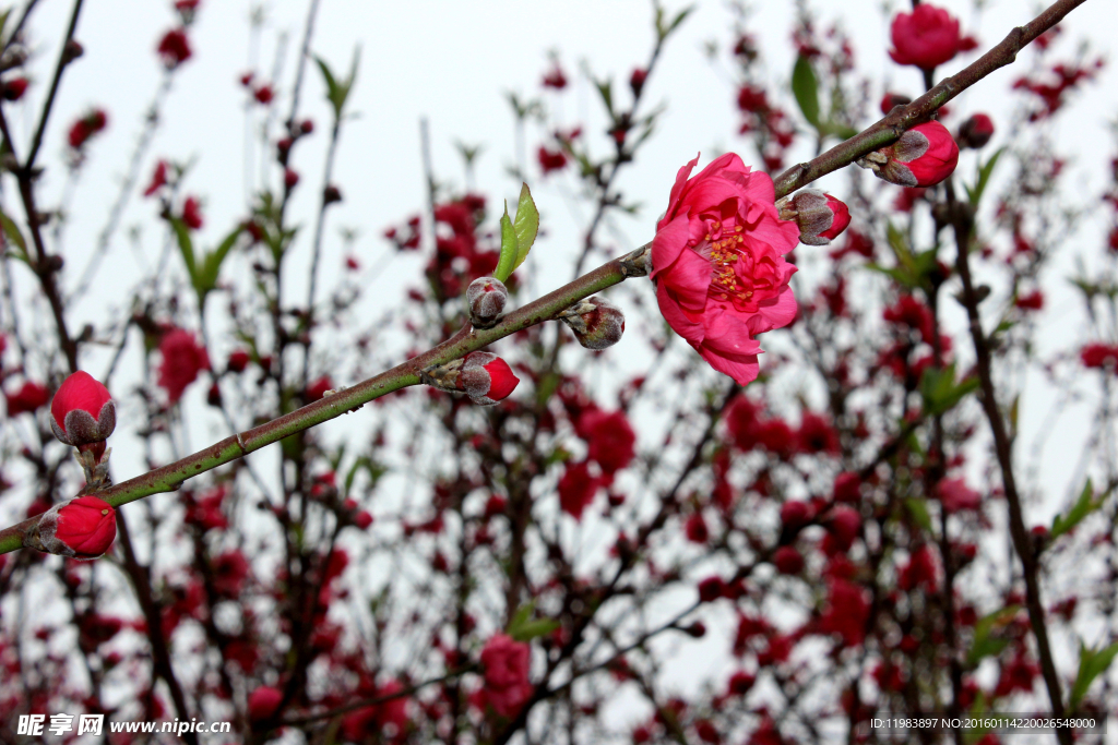 桃花花蕾