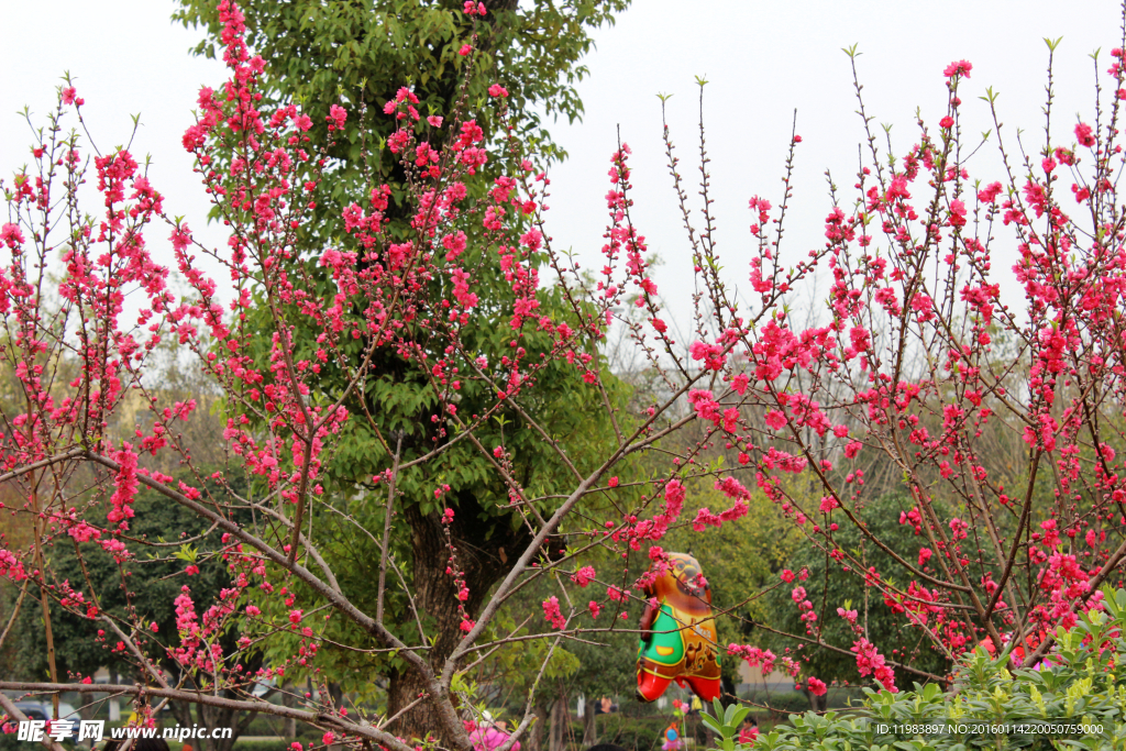 桃花红烂熳