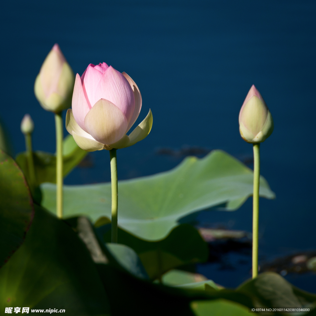 荷花