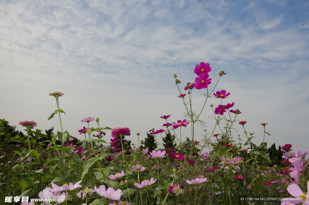 花海