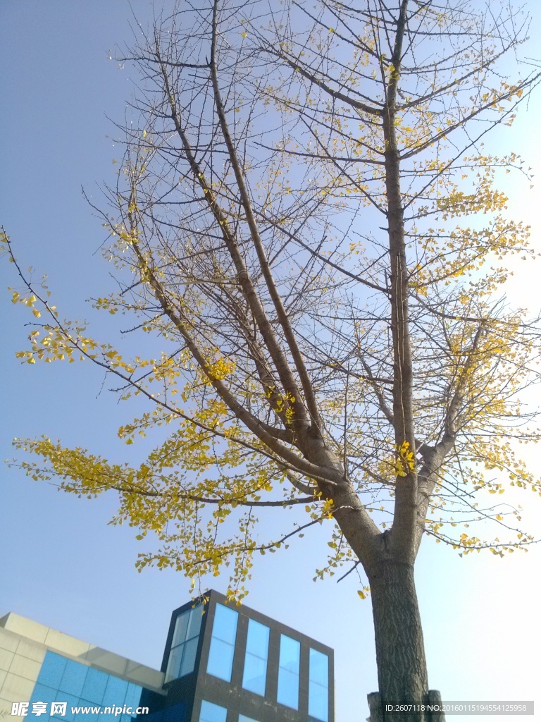 银杏树