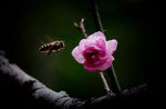 花香蜜蜂来