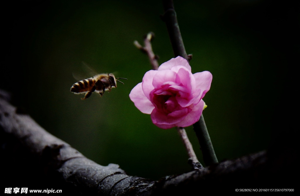 花香蜜蜂来