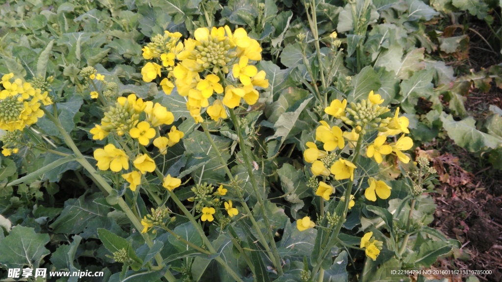 菜花