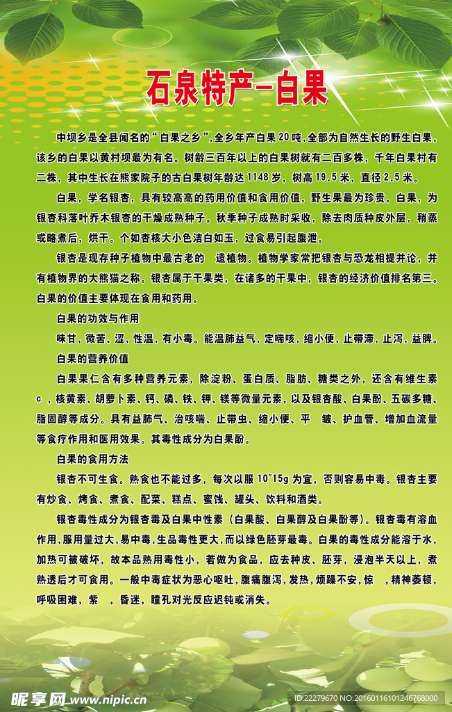 特产白果
