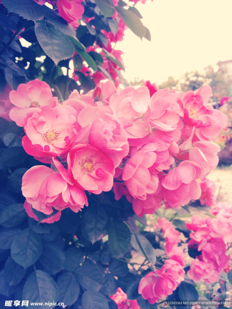 花卉