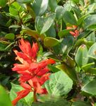 炮仗花