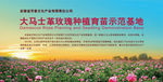 玫瑰基地 大马士革玫瑰  广告
