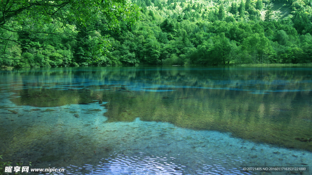 森林湖水
