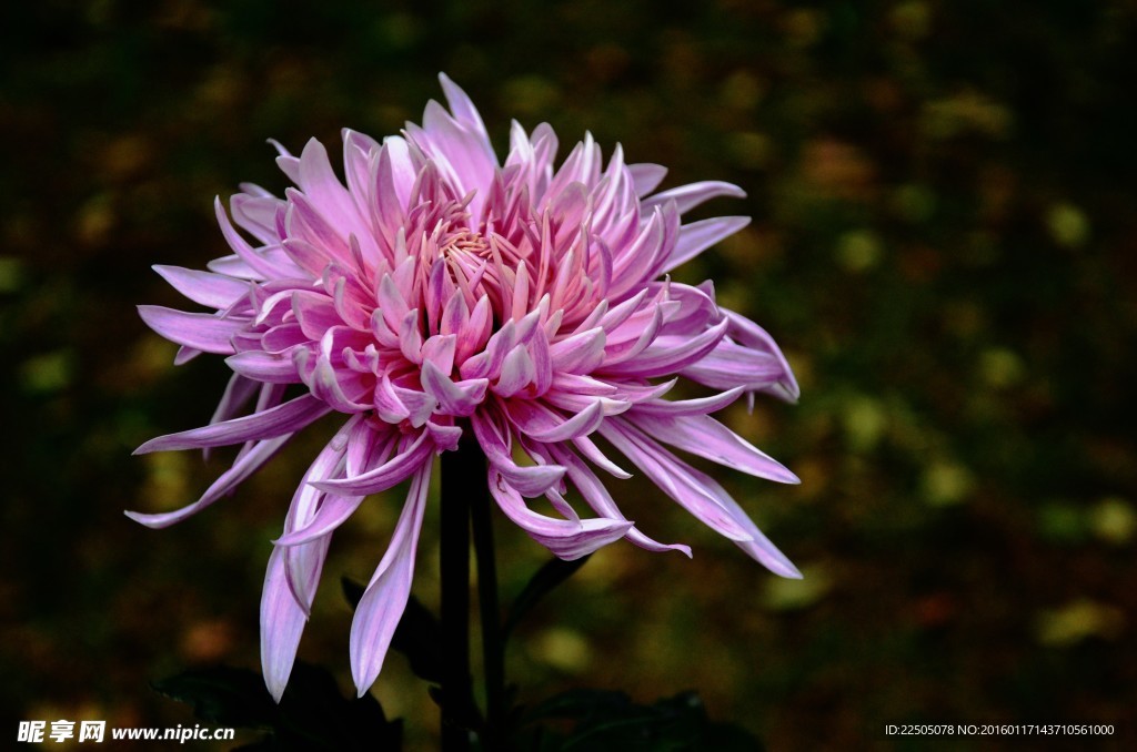 淡紫色菊花