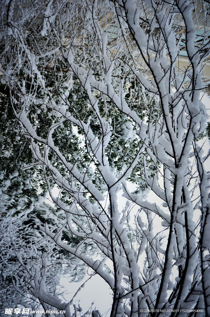 雪景