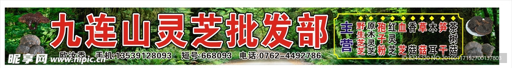 九连山灵芝批发部