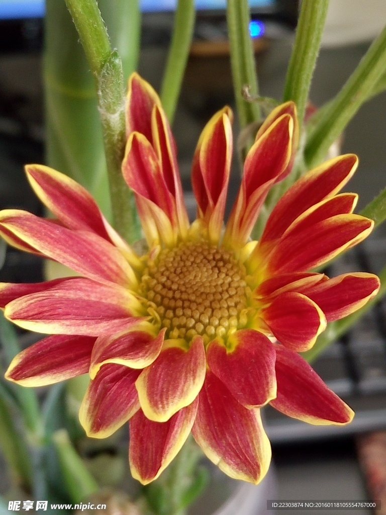 菊花