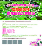 荷花摄影大赛