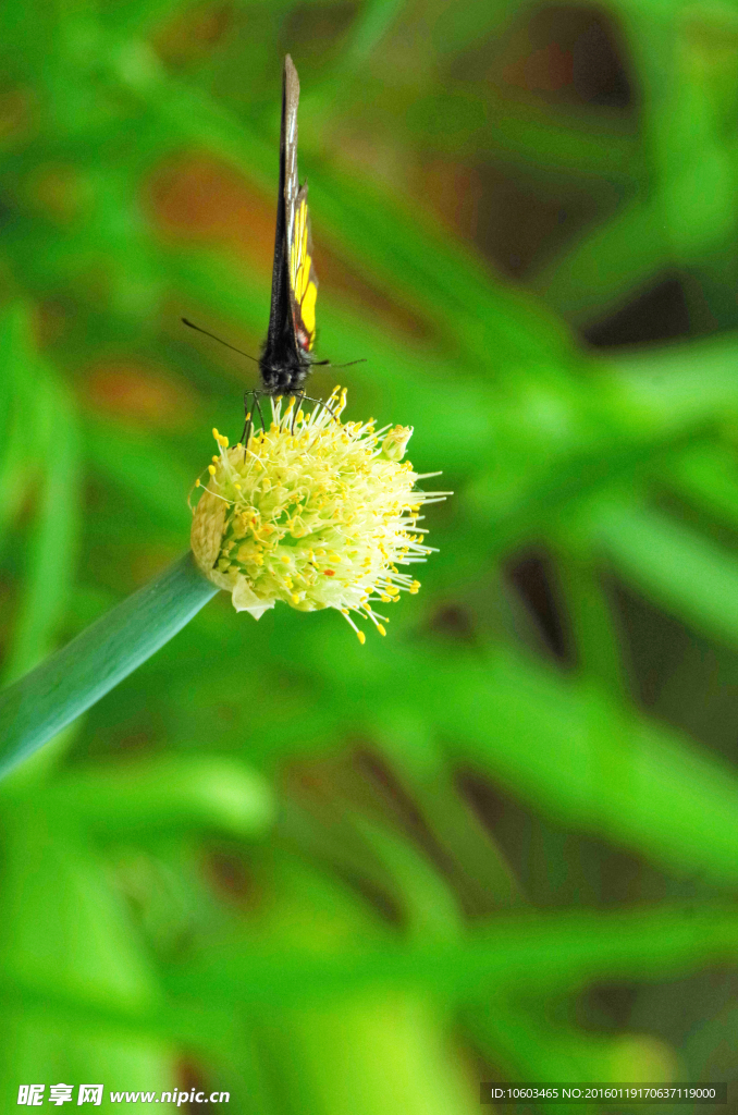 菜花蝴蝶