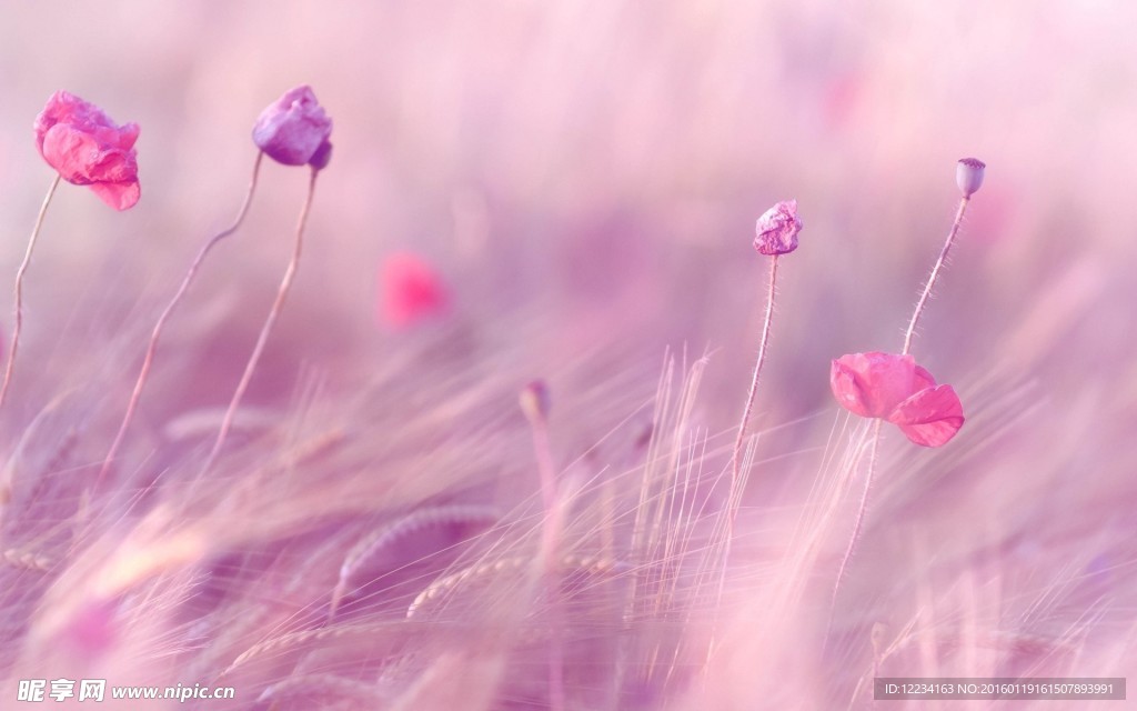 粉色唯美花背景