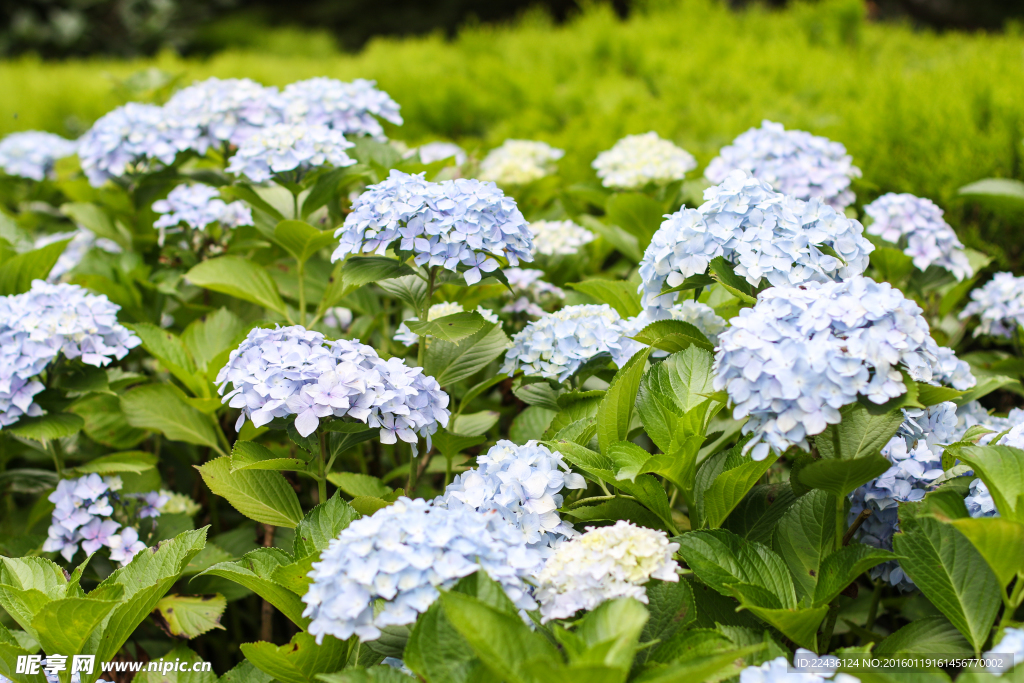 绣球花