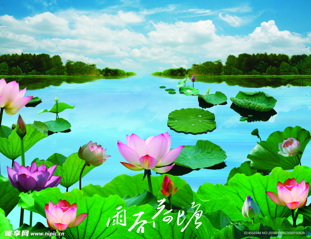 荷花