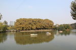 常州红梅公园