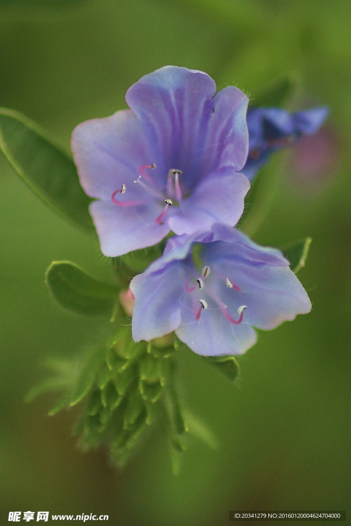 野花