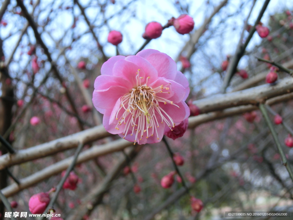 梅花