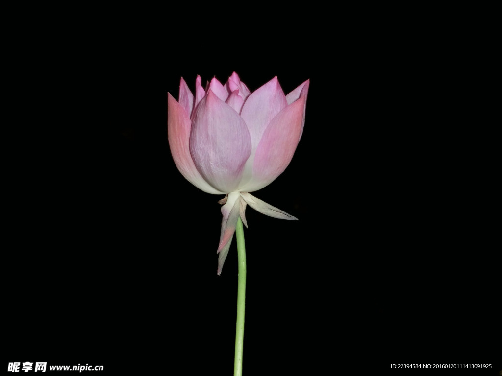 小荷花