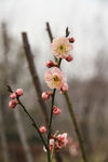 梅花