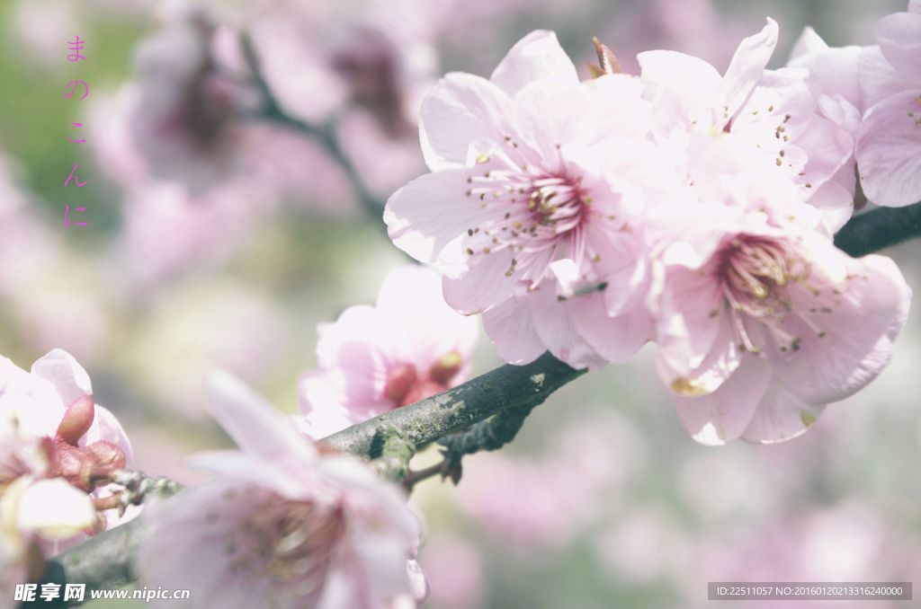 桃花