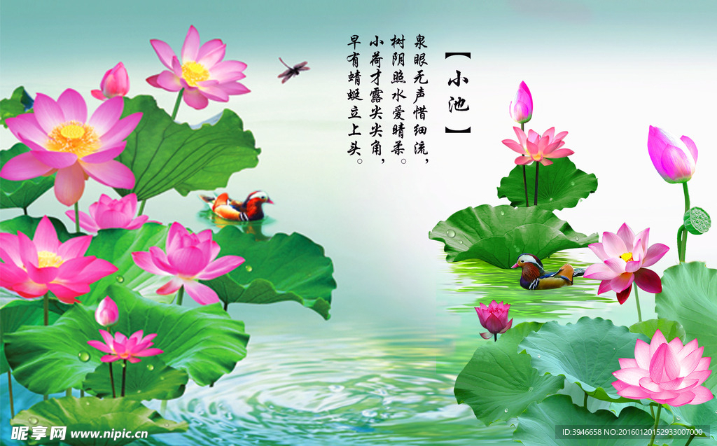 荷花图